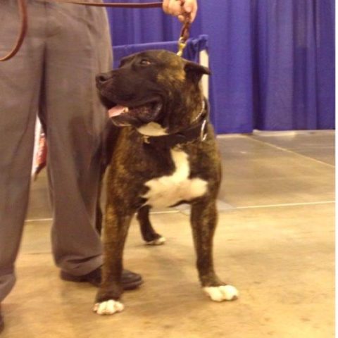 another dogo canario in a show
