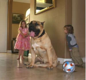 two kids playing with their presa canario pet