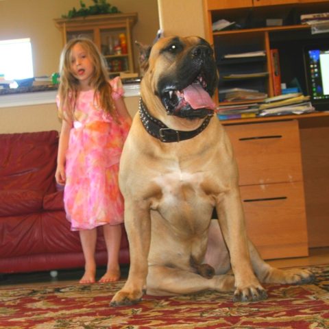 a girl and male dog standing