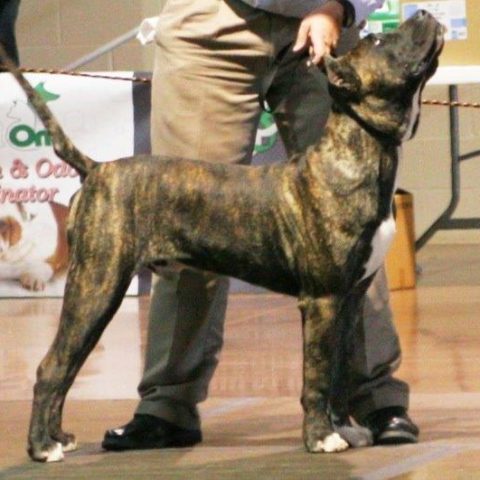 male dogo pressa canario during a competition