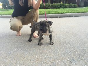 puppies for sale in beaumont tx