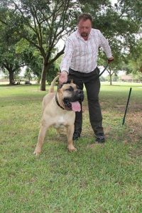 another man playing with his male dogo presa canario