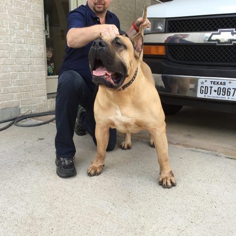 man playing with his male dogo presa canario