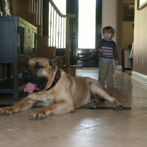 a little boy pulling the harness of a male dogo presa canario - 2