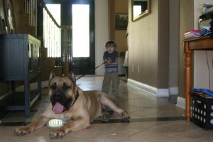 a little boy pulling the harness of a male dogo presa canario