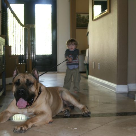a little boy pulling the harness of a male dogo presa canario