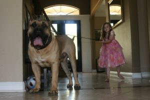 a girl pulling the harness of a male dogo presa canario - 4