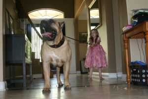 a girl pulling the harness of a male dogo presa canario - 3