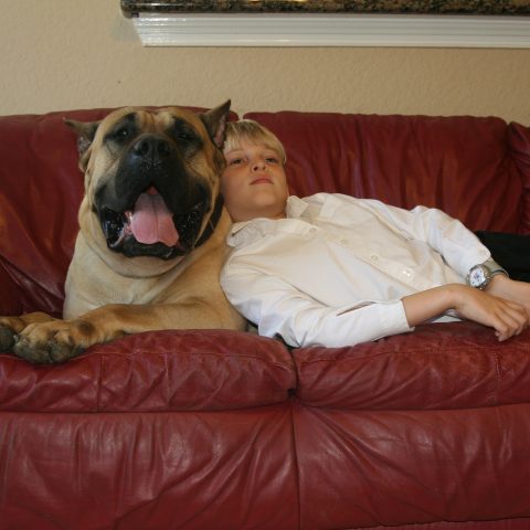 a child leaning on a presa canario -1