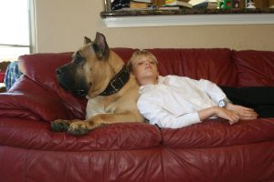 a child leaning on a presa canario